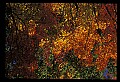 02121-00329-West Virginia Fall Color.jpg
