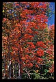 02121-00341-West Virginia Fall Color.jpg