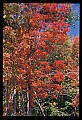 02121-00363-West Virginia Fall Color.jpg