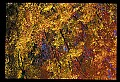 02121-00366-West Virginia Fall Color.jpg