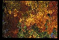 02121-00369-West Virginia Fall Color.jpg