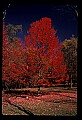 02121-00378-West Virginia Fall Color.jpg