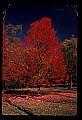 02121-00378-West Virginia Fall Color.jpg