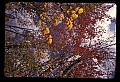 02121-00379-West Virginia Fall Color.jpg