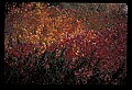 02121-00381-West Virginia Fall Color.jpg
