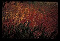 02121-00382-West Virginia Fall Color.jpg