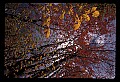 02121-00384-West Virginia Fall Color.jpg