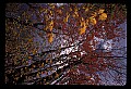 02121-00385-West Virginia Fall Color.jpg