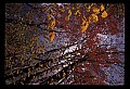 02121-00388-West Virginia Fall Color.jpg