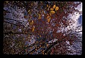 02121-00389-West Virginia Fall Color.jpg