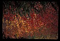 02121-00390-West Virginia Fall Color.jpg