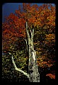 02121-00392-West Virginia Fall Color.jpg