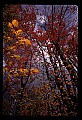 02121-00394-West Virginia Fall Color.jpg