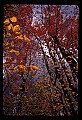 02121-00395-West Virginia Fall Color.jpg