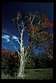 02121-00396-West Virginia Fall Color.jpg