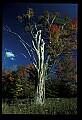 02121-00401-West Virginia Fall Color.jpg