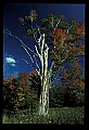 02121-00402-West Virginia Fall Color.jpg