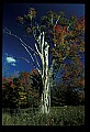 02121-00403-West Virginia Fall Color.jpg