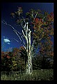 02121-00407-West Virginia Fall Color.jpg