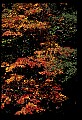 02121-00420-West Virginia Fall Color.jpg