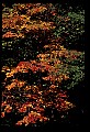 02121-00421-West Virginia Fall Color.jpg
