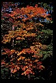 02121-00424-West Virginia Fall Color.jpg