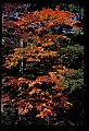 02121-00425-West Virginia Fall Color.jpg
