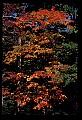 02121-00426-West Virginia Fall Color.jpg