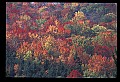 02121-00427-West Virginia Fall Color.jpg
