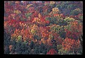 02121-00429-West Virginia Fall Color.jpg