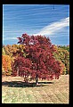 02121-00434-West Virginia Fall Color.jpg