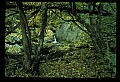 02123-00075-West Virginia Waterfalls.jpg
