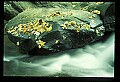 02123-00108-West Virginia Waterfalls.jpg