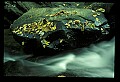 02123-00193-West Virginia Waterfalls.jpg