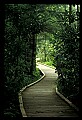 00000-00595-Boardwalk-Cranberry Glades Botanical Area.jpg