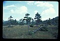 02251-00002-Cranberry Glades, Botanical and Wilderness Area.jpg