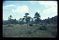 02251-00005-Cranberry Glades, Botanical and Wilderness Area.jpg