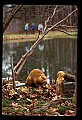 02251-00031-Cranberry Glades, Botanical and Wilderness Area.jpg