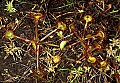 1-6-07-00060 rond-leaved sundew.jpg