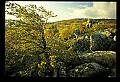 02253-00024-Dolly Sods National Recreation Area, WV.jpg