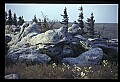 02253-00121-Dolly Sods National Recreation Area, WV.jpg