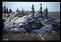 02253-00138-Dolly Sods National Recreation Area, WV.jpg