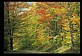 02256-00003-Spruce Knob National Recreation Area-Monongahela National Forest.jpg