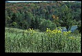 02256-00011-Spruce Knob National Recreation Area-Monongahela National Forest.jpg