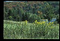 02256-00012-Spruce Knob National Recreation Area-Monongahela National Forest.jpg