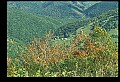 02256-00019-Spruce Knob National Recreation Area-Monongahela National Forest.jpg