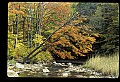 02256-00050-Spruce Knob National Recreation Area-Monongahela National Forest.jpg