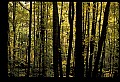 02256-00062-Spruce Knob National Recreation Area-Monongahela National Forest.jpg