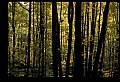 02256-00063-Spruce Knob National Recreation Area-Monongahela National Forest.jpg