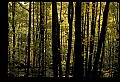 02256-00063-Spruce Knob National Recreation Area-Monongahela National Forest.jpg
